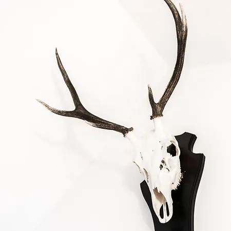 Pommernhaus Vorsee Am Kiefernwald Σπίτι διακοπών